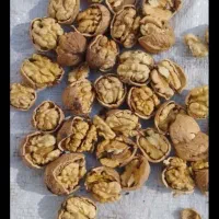 گردو روغنی الموت