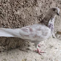 کفتر نر|پرنده|شهر ری, شهرک نظامی|دیوار