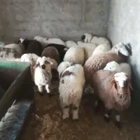 بره نر و ماده