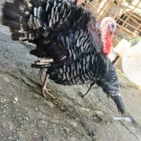 یک عدد بوقلمون نر و دو عدد بوقلمون ماده