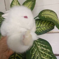 بچه های خرگوش لوپ