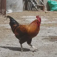 خروس|حیوانات مزرعه|لنجان, |دیوار