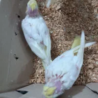 دو عدد جوجه عروس سرلاکی لوتینو