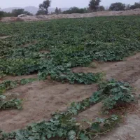 اجاره-چاه-کشاورزی-لاورفین