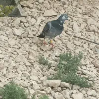 پلاکی نر|پرنده|مرودشت, مجد آباد|دیوار