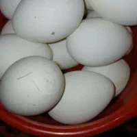 تخم قو غاز