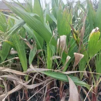 پالم واشنگتن نایلکسی ۱۷در ۲۰