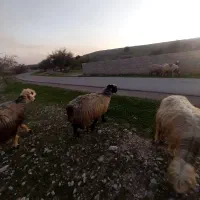 میش|حیوانات مزرعه|گتوند, |دیوار