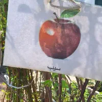 فروش نهال|گل و گیاه طبیعی|توتکابن, |دیوار