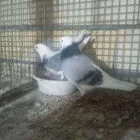 جفت کن کبوتر