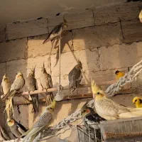 عروس هلندی پرورش خانگی