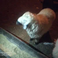 قوچ چاق|حیوانات مزرعه|نیمروز, |دیوار