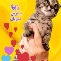 واگذاری بچه گربه زیبا به شخص مهربان و مسیولیت پذیر|گربه|تهران, باغ فیض|دیوار