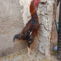 مرغ و خروس لاری اصیل|حیوانات مزرعه|تربتحیدریه, کلاته توکلی|دیوار