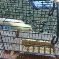 پرنده|پرنده|صحنه, |دیوار