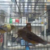 قناری نر شلاقی چمنی ابلغ پاکسازی شده در شهرضا|پرنده|شهرضا, |دیوار