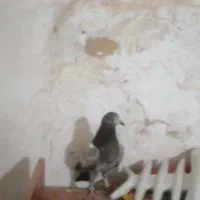 ۵کبوتر