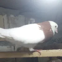 طوقی کلفه نر