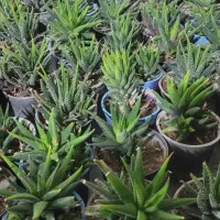 کاکتوس به قیمت عمده|گل و گیاه طبیعی|سیرجان, |دیوار