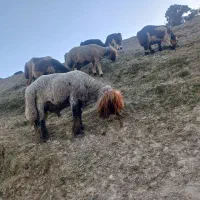 فروش میش با بره|حیوانات مزرعه|بازفت, |دیوار