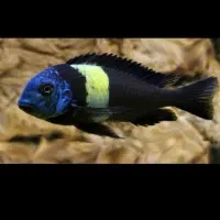 ماهی دبوسی مولد