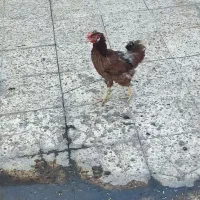 خروس