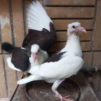 جوجه پشت گراف کاکلی آلمانی جفتی