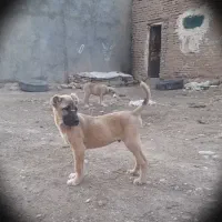 واگذاری معاوضه توله|سگ|مشهد, كنويست|دیوار