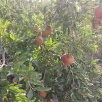 باغ خدیجه خاتون