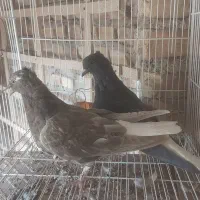 یک جفت دم سفید جوانه پاک|پرنده|فردوس (خراسان), |دیوار