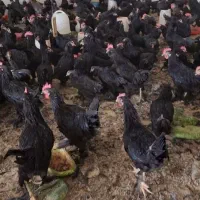 مرغ و خروس زنده قربانی طرشت|حیوانات مزرعه|تهران, طرشت|دیوار