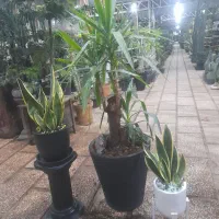 فروش اینترنتی انواع گل وگیاه اپارتمانی