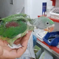 فروش ویژه شاه طوطی و ملنگو