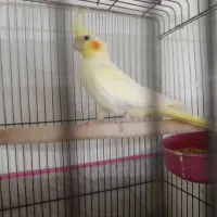 عروس هلندی|پرنده|کاشان, آیت الله سعیدی|دیوار