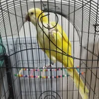 راهب جفت همراه تخم