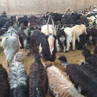 بزغاله فروشی