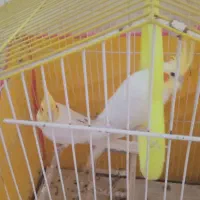 عروس هلندی لوتینو