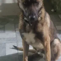 سگ مالینویز اصل