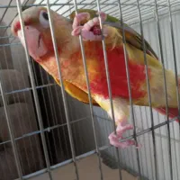 گرینچیک اناناسی سانچیک ردچیک