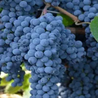 نهال انگور شرابی