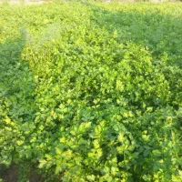 سبزی خورشتی|خوردنی و آشامیدنی|شوش, |دیوار