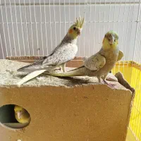 عروس هلندی|پرنده|بافت, |دیوار