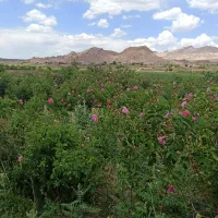 فروش زمین|فروش زمین و ملک کلنگی|بردسیر, |دیوار