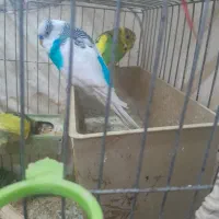 جفت مرغ عشق مولد|پرنده|شوش, |دیوار