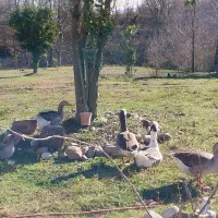 تخم غازو تخم مرغ نطفه دار محلی