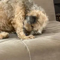 سگ ماده|سگ|یزد, |دیوار