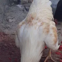 ۶ عددخروس