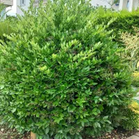 خدمات باغبانی فضای سبز|خدمات باغبانی و درختکاری|نوشهر, |دیوار