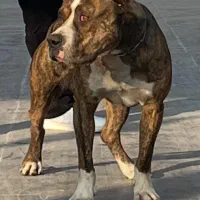 امریکن بولی پیتبول پیت بول داگو آرژانتین کنکرسو