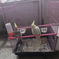 عروس هلندی نر ماده|پرنده|مبارکه, |دیوار